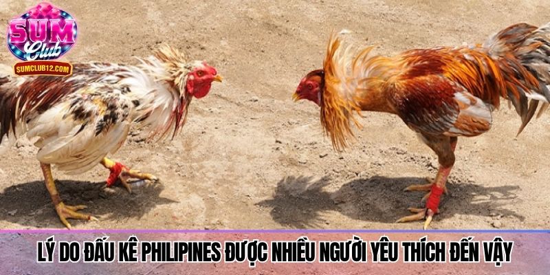 Lý do đấu kê Philipines được nhiều người yêu thích đến vậy